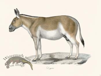 Cuvier 070 Dziggctai